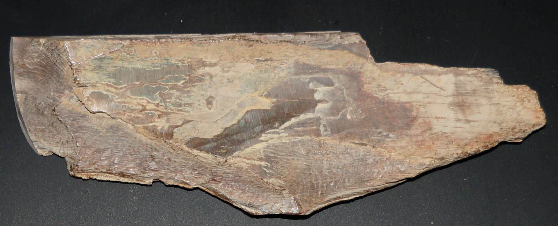 dunkelbraunes Mammutelfenbein