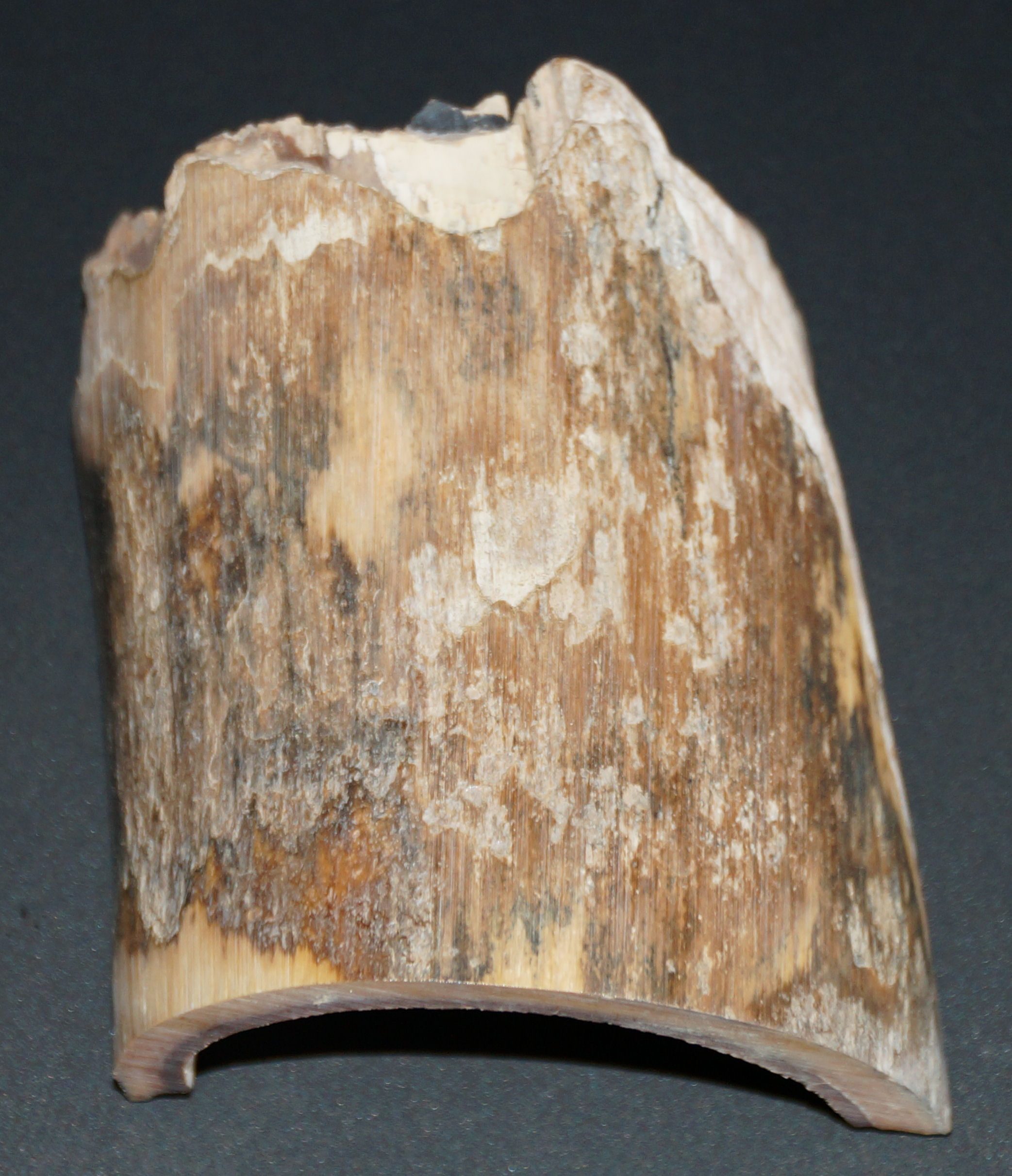 Rindenstück 8,5x7,5x0,6 cm, dekorativ