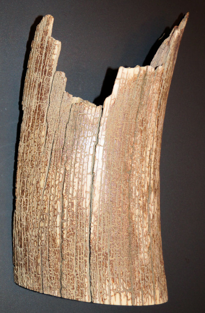 Stoßzahnfragment mit genialer Rinde - dekorativ