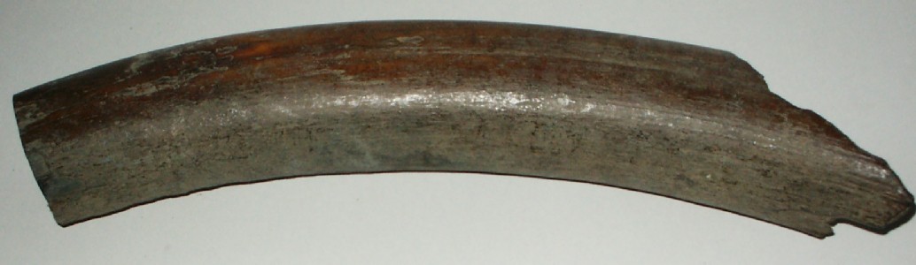 Stoßzahnfragment