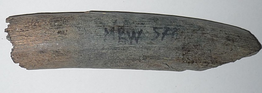 Stoßzahnfragment evtl. blau