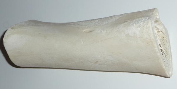 Zebu/Rinderknochen für Griffschalen M