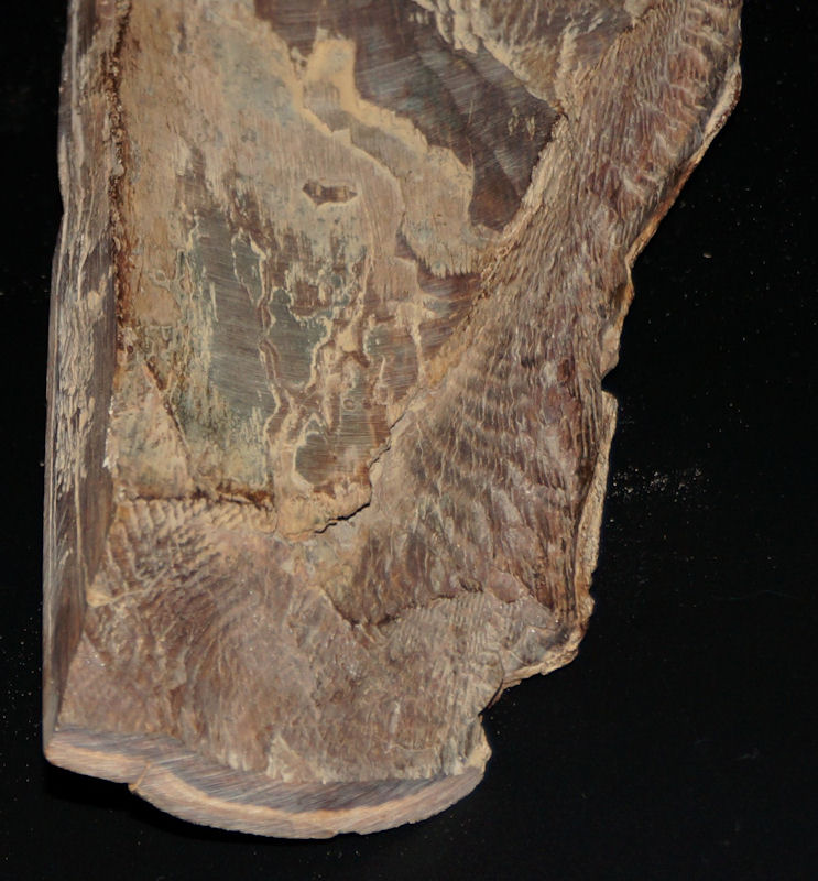 dunkelbraunes Mammutelfenbein