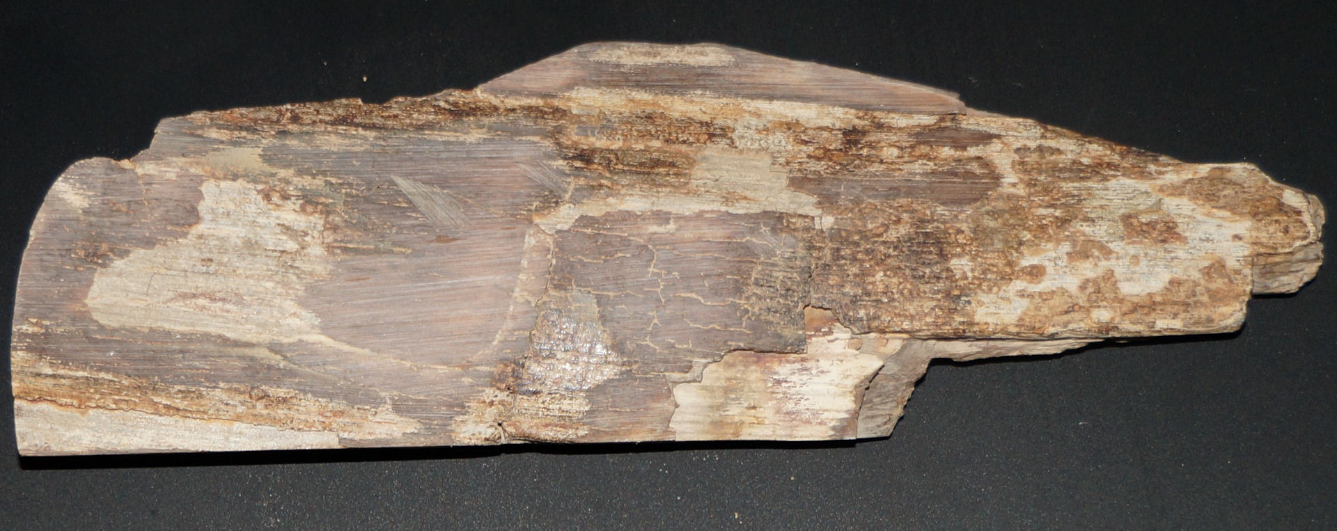 dunkelbraunes Mammutelfenbein