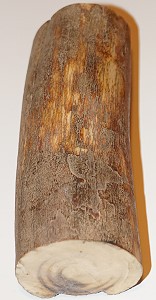 Stoßzahnfragment vom Mammut massiv
