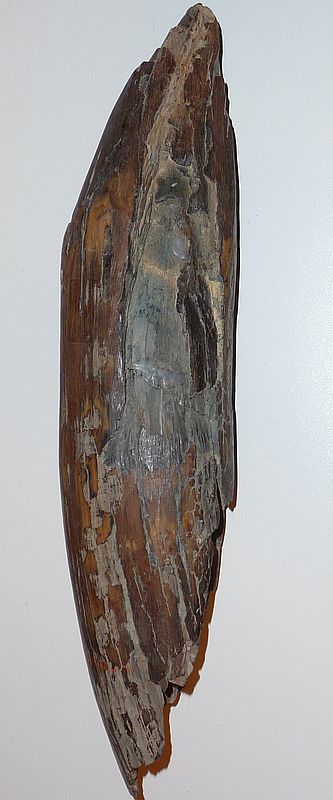 Stoßzahnfragment, Spitze, Dekoration