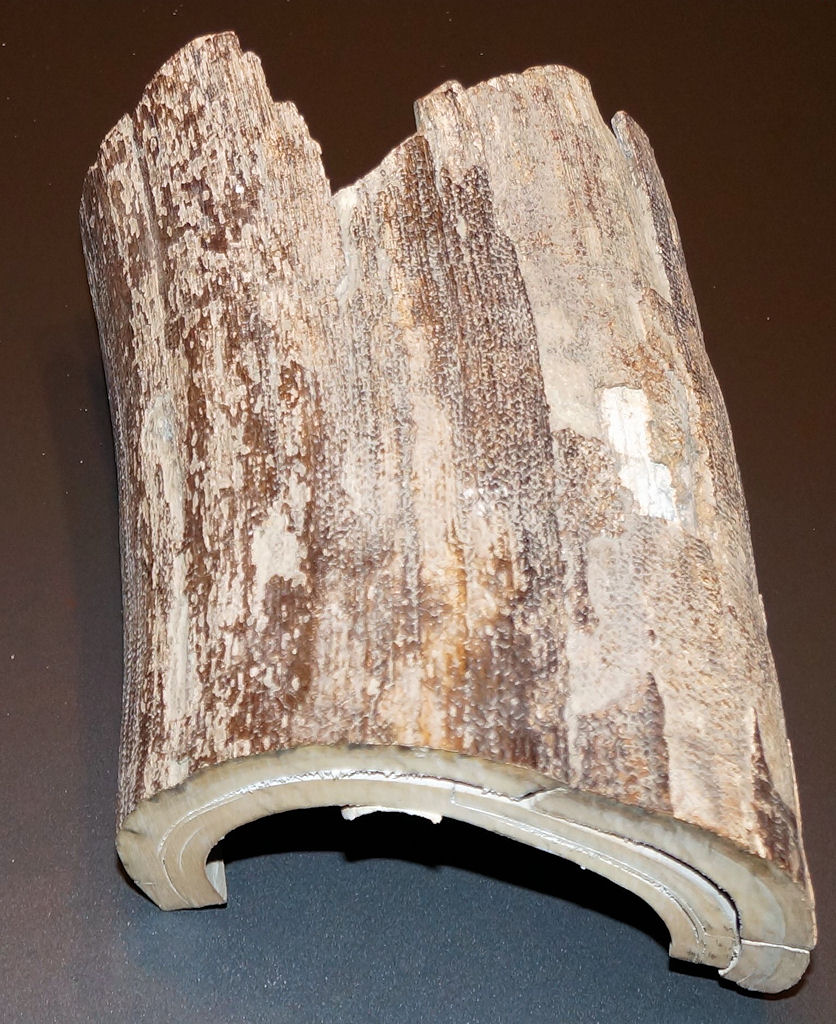 Stoßzahnfragment mit schöner Rindenstruktur - dekorativ