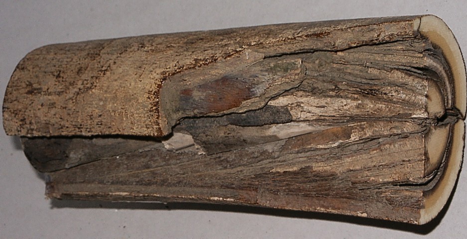 Stoßzahnfragment vom Mammut massiv
